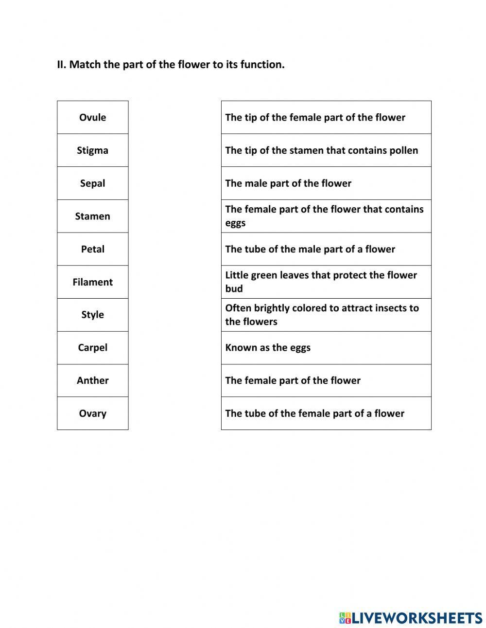 Parts of a Flower Worksheet Parts of a Flower Worksheet