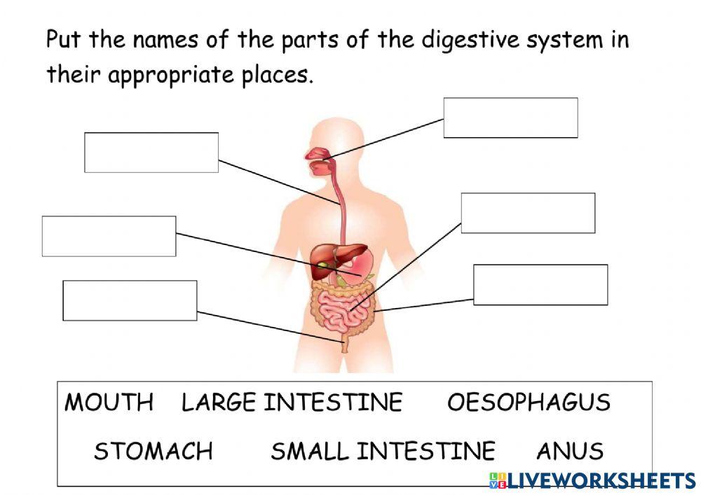 Parts of the digestive system