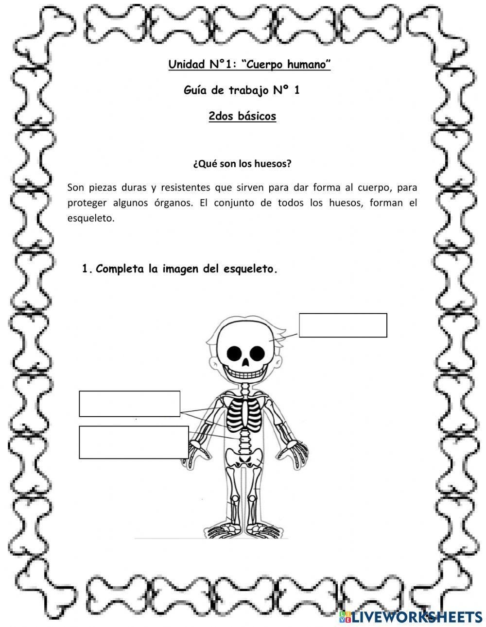 Principales huesos del cuerpo humano