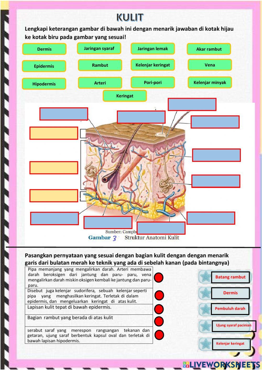 LKPD Sistem Ekskresi 2