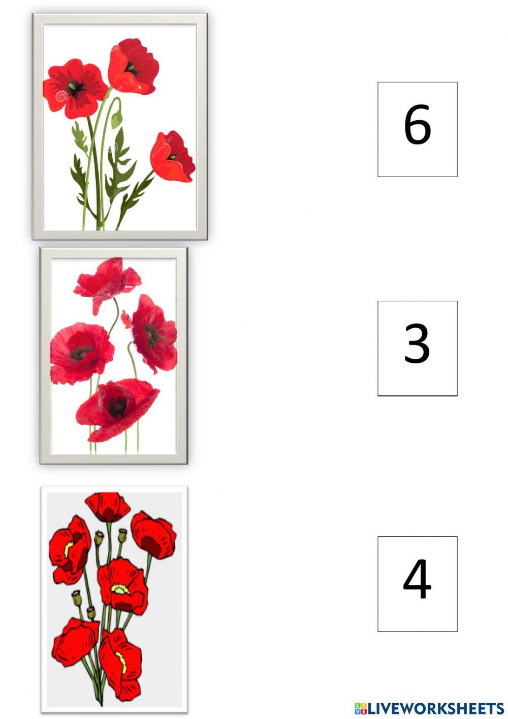 Παπαρούνες