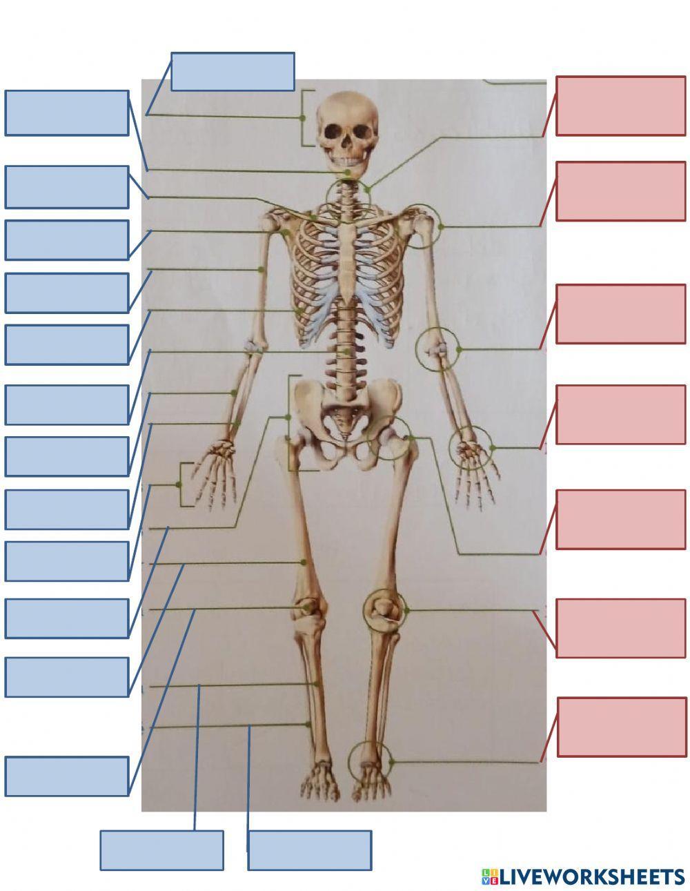 Huesos y articulaciones