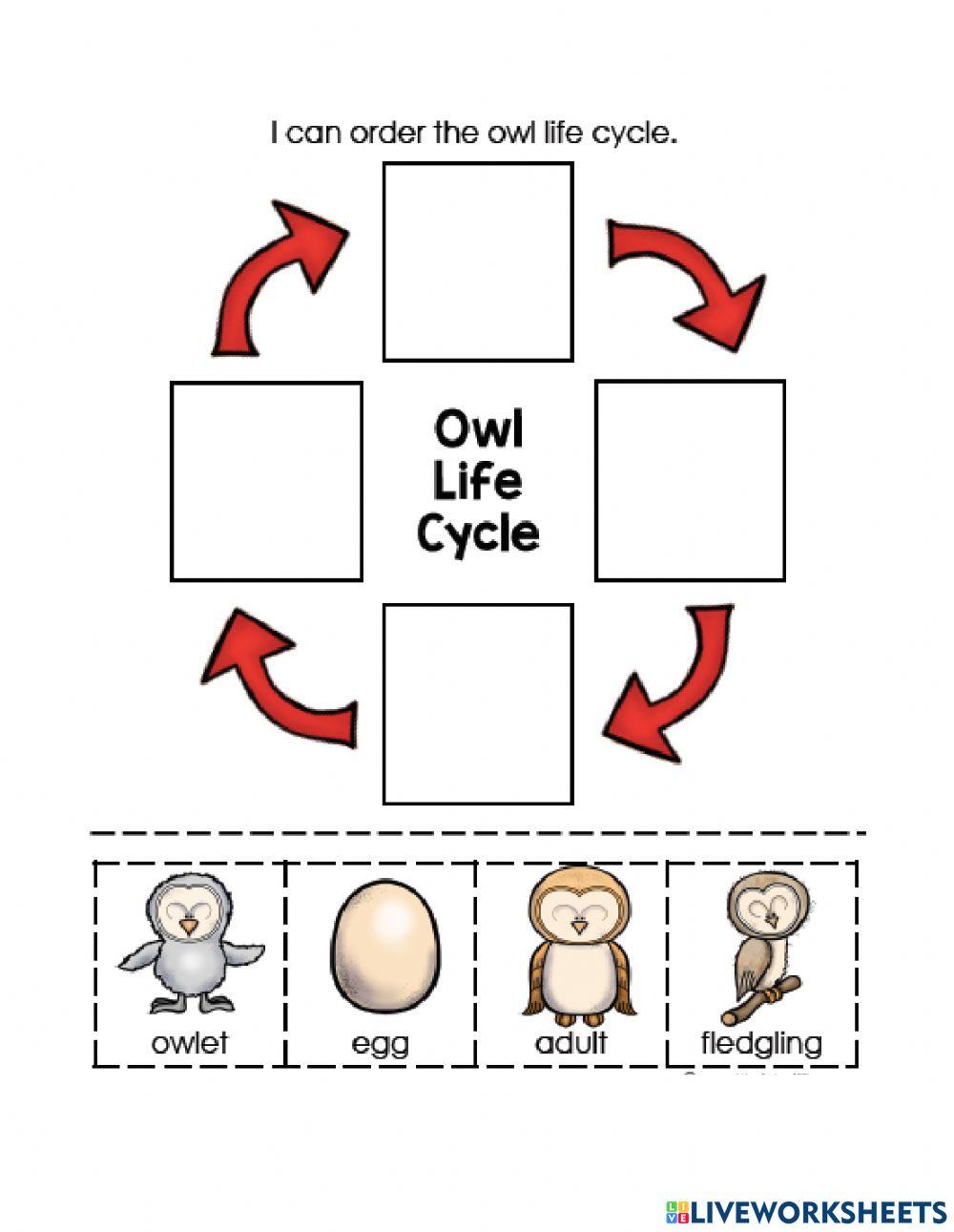 Owl Life Cycle