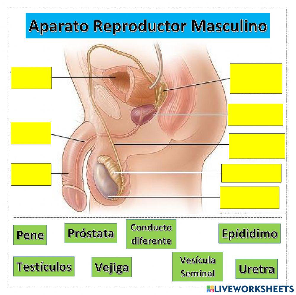 Aparato reproductor Femenino