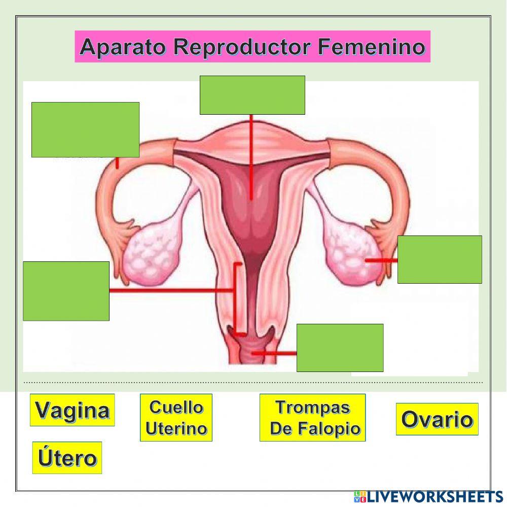 Aparato reproductor Femenino