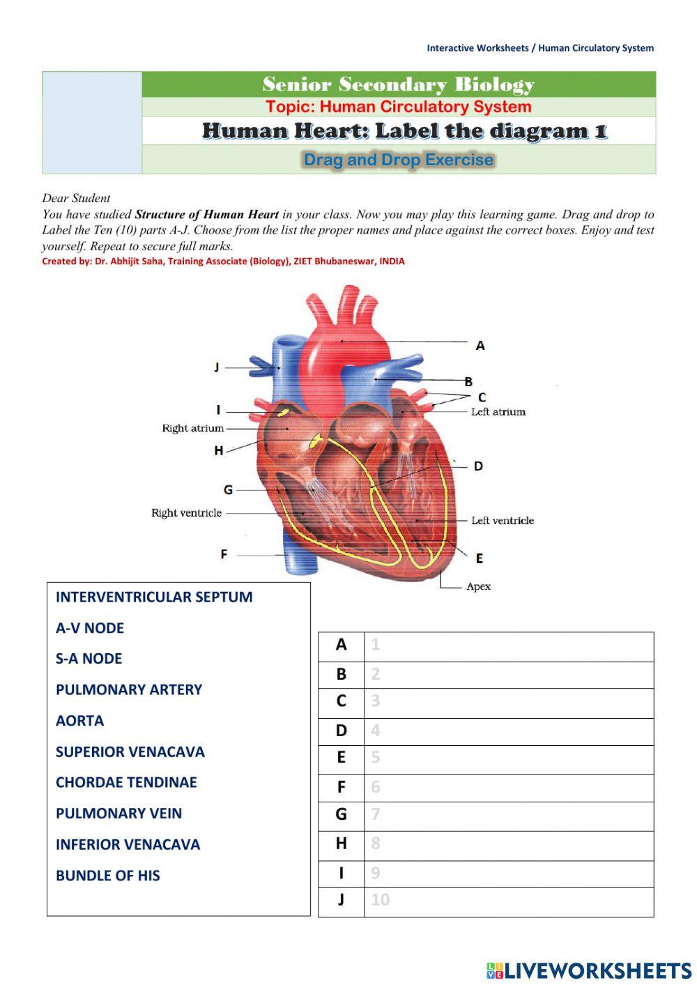 Human Heart: Label the diagram 1