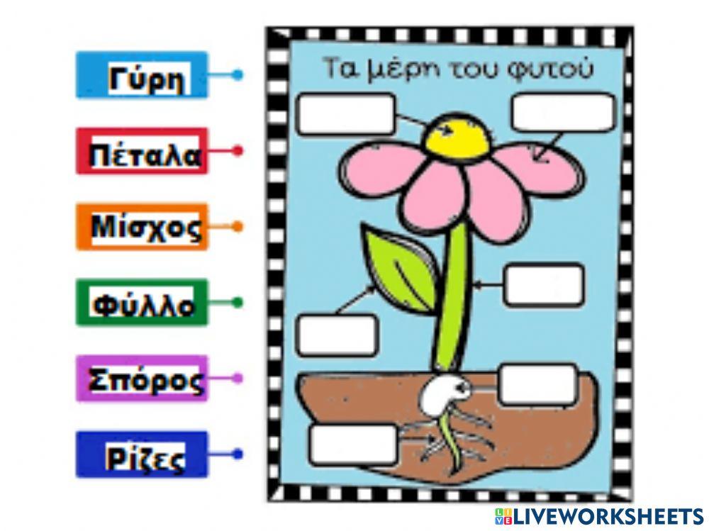 Τα μέρη του φυτού