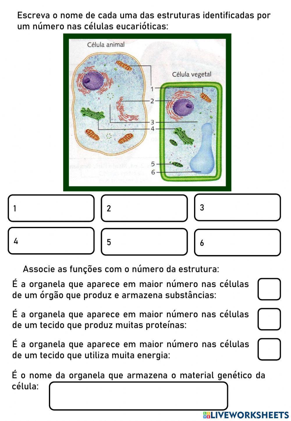 EXERCÍCIO-CÉLULA-WORKSHEETS