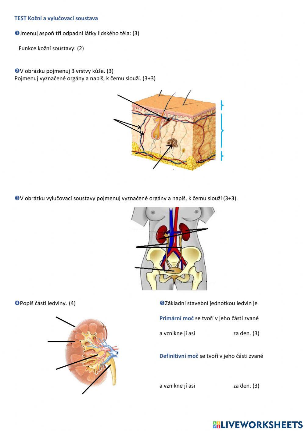 TEST Kožní a vylučovací soustava