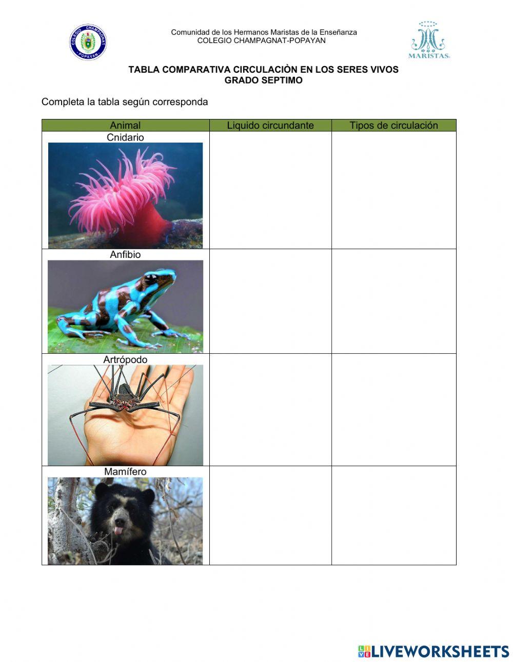 CIRCULACIÓN EN lOS SERES VIVOS GRADO SÉPTIMO