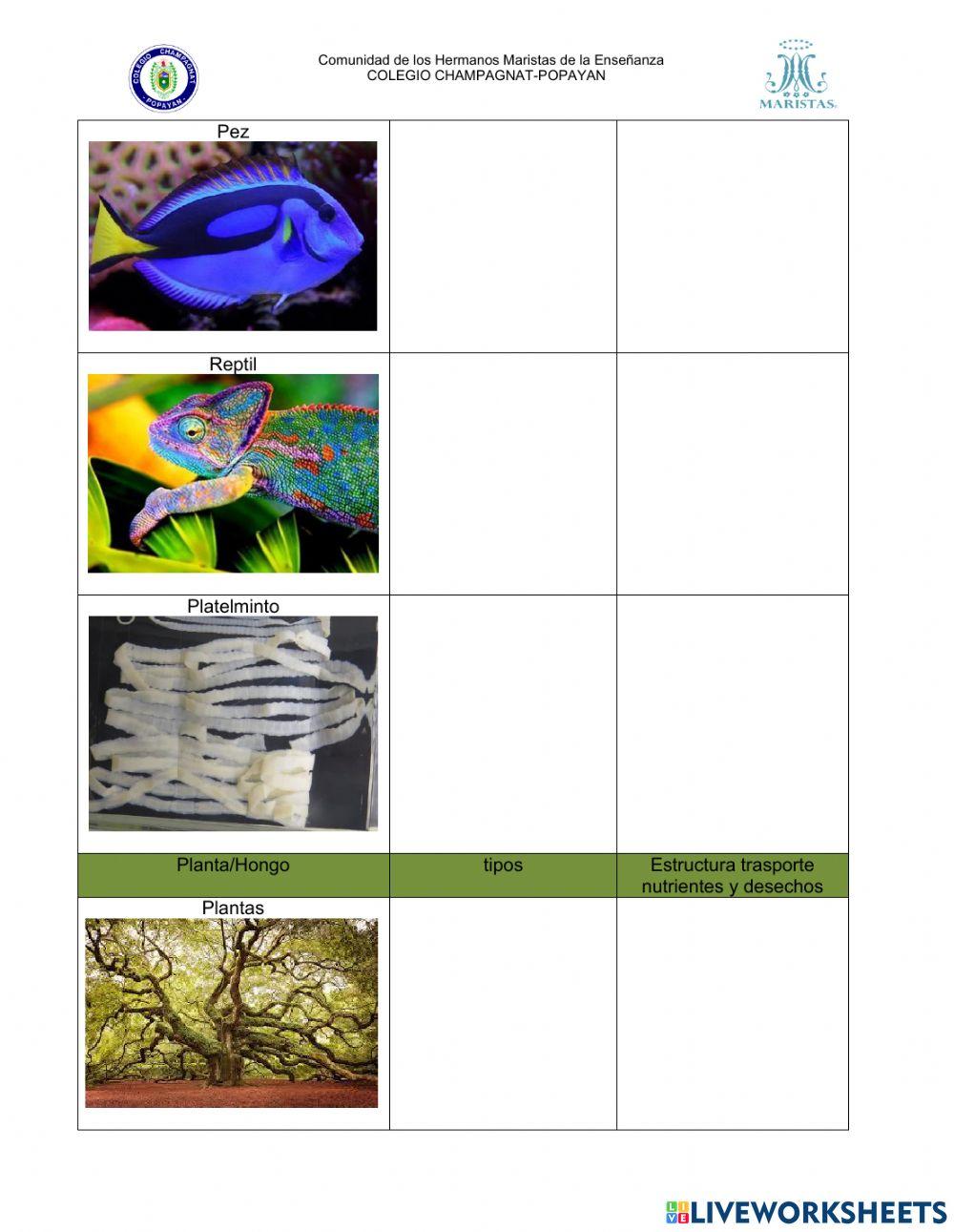 CIRCULACIÓN EN lOS SERES VIVOS GRADO SÉPTIMO