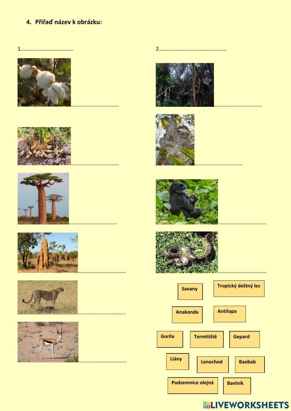 Savany, tropický deštný les