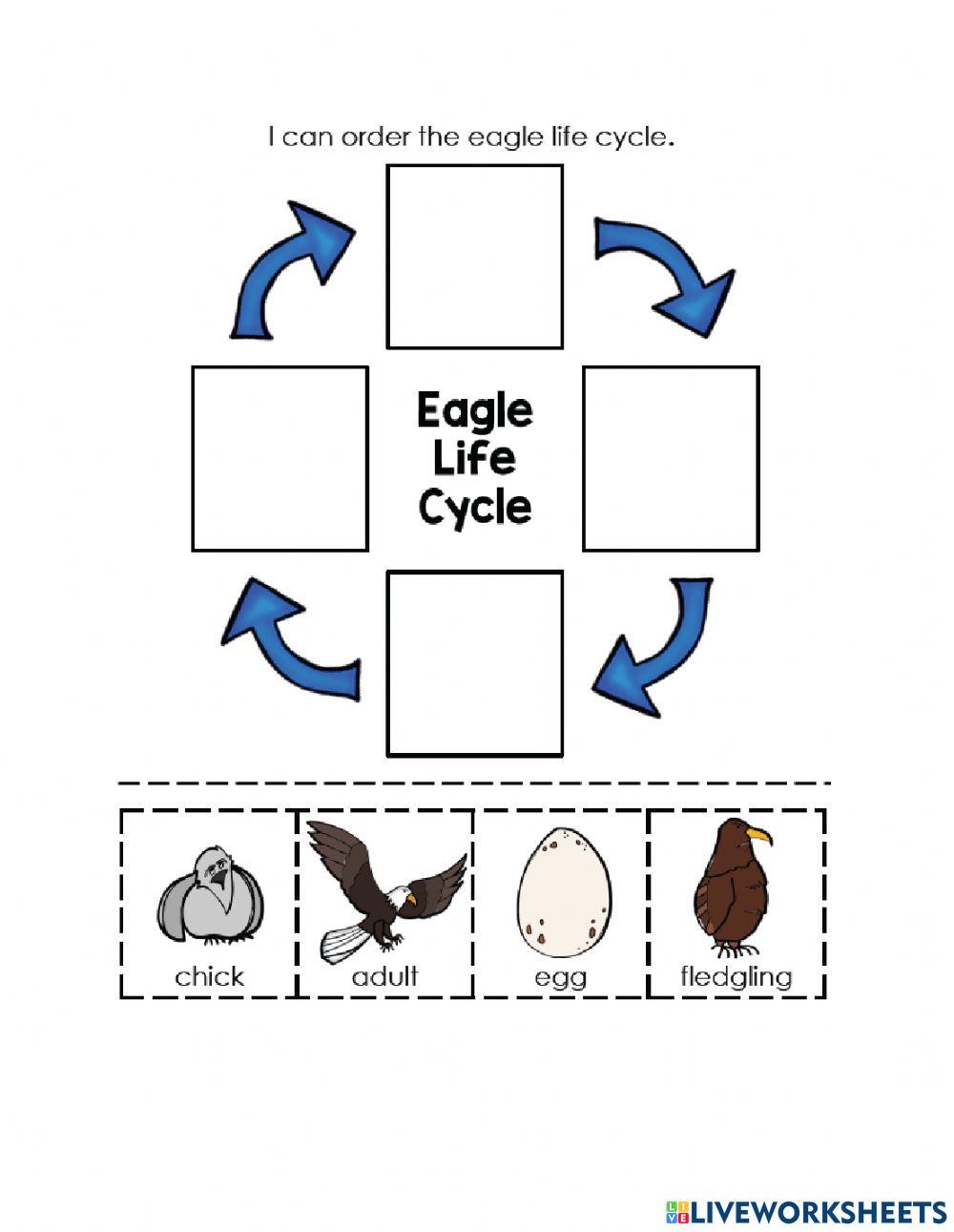 Eagle Life Cycle