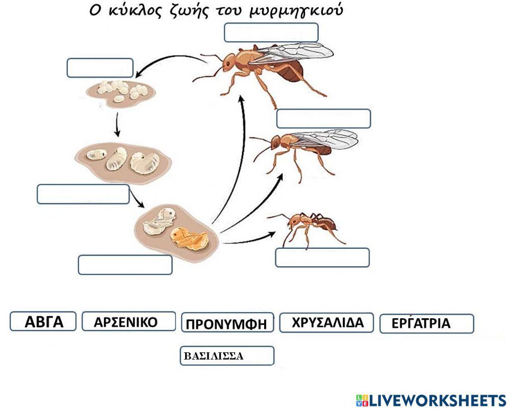 Ο κύκλος ζωής του μυρμηγκιού