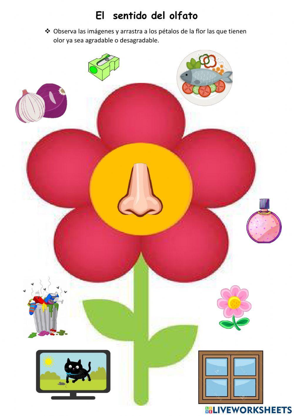 sentido del olfato para niños