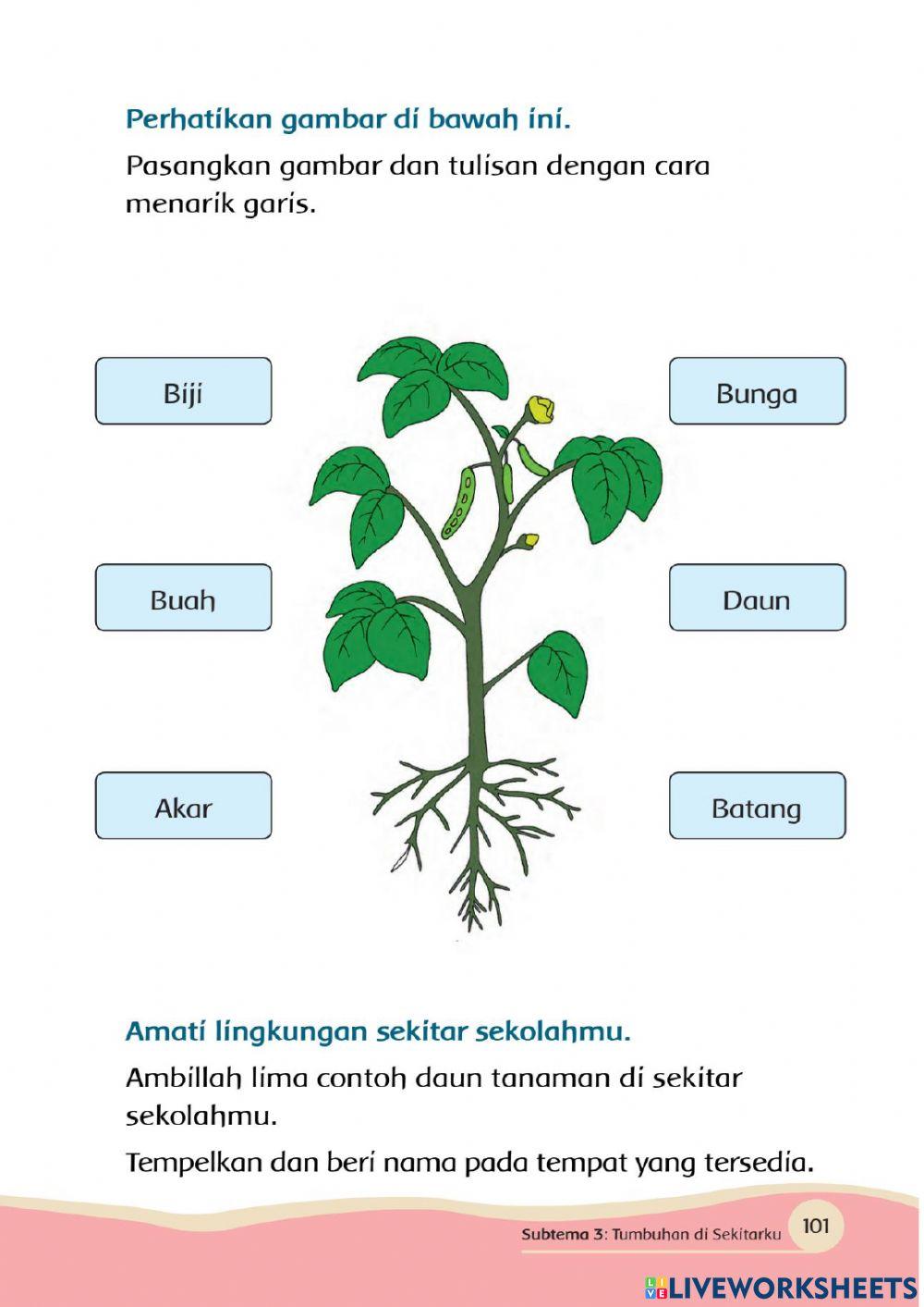 Bagian Tumbuhan