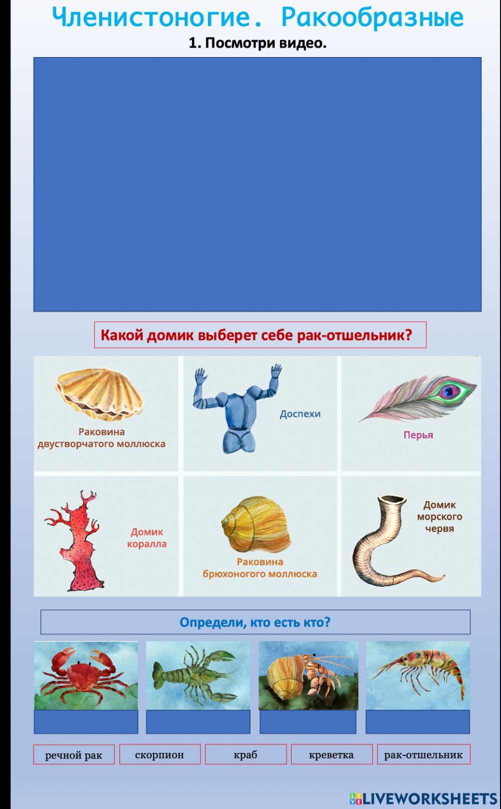 Окружающий мир. Членистоногие. Ракообразные