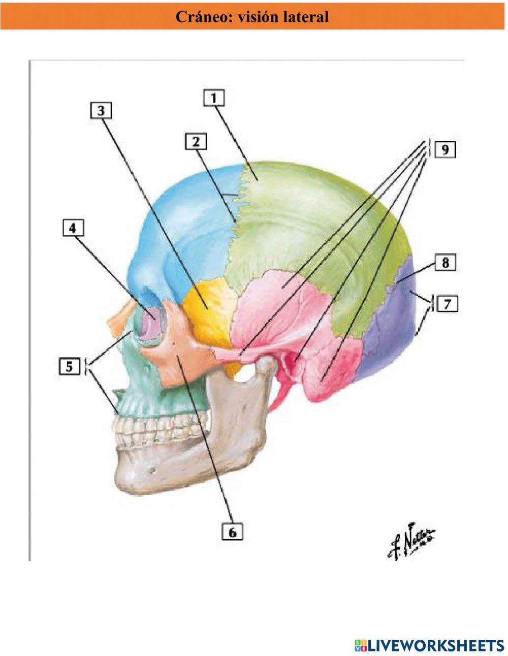 Cráneo visión lateral