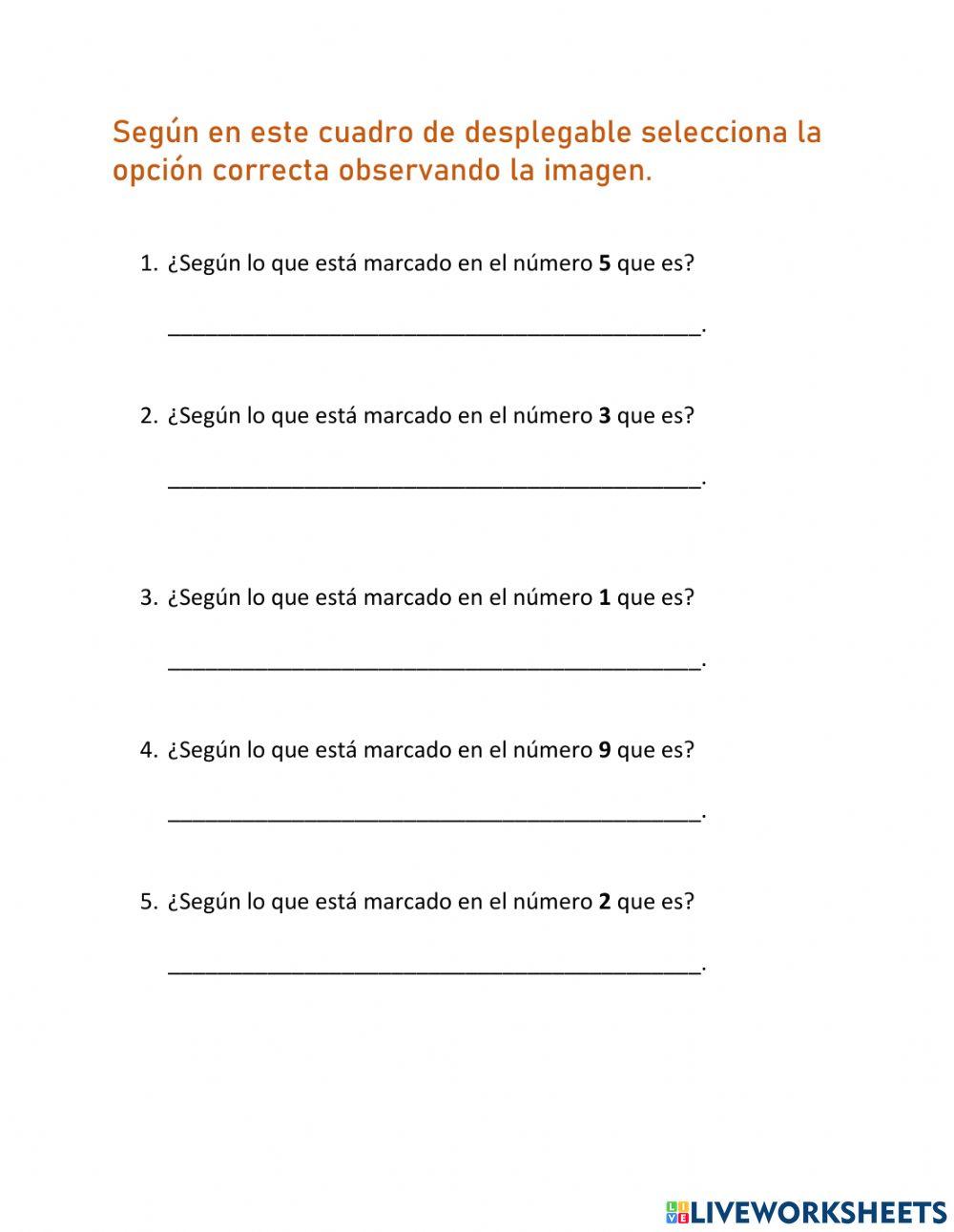 Cráneo visión lateral