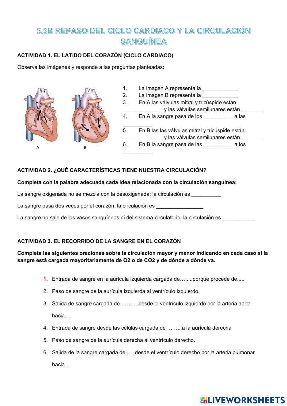 5.3 Repaso del ciclo cardiaco y la circulación 5.3 Repaso del ciclo cardiaco y la circulación
