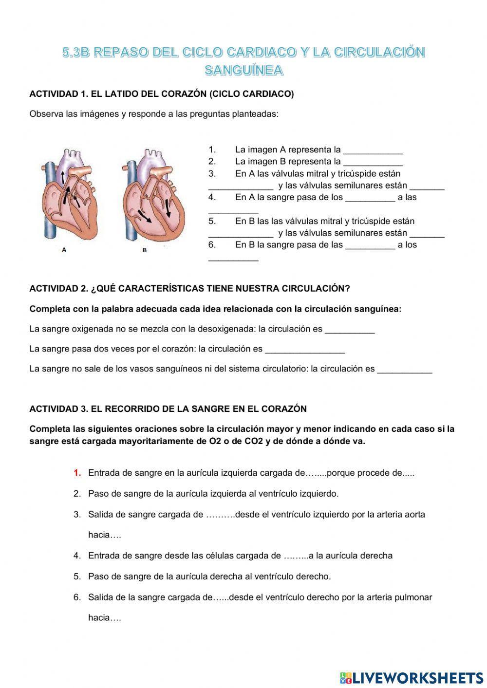 5.3 Repaso del ciclo cardiaco y la circulación