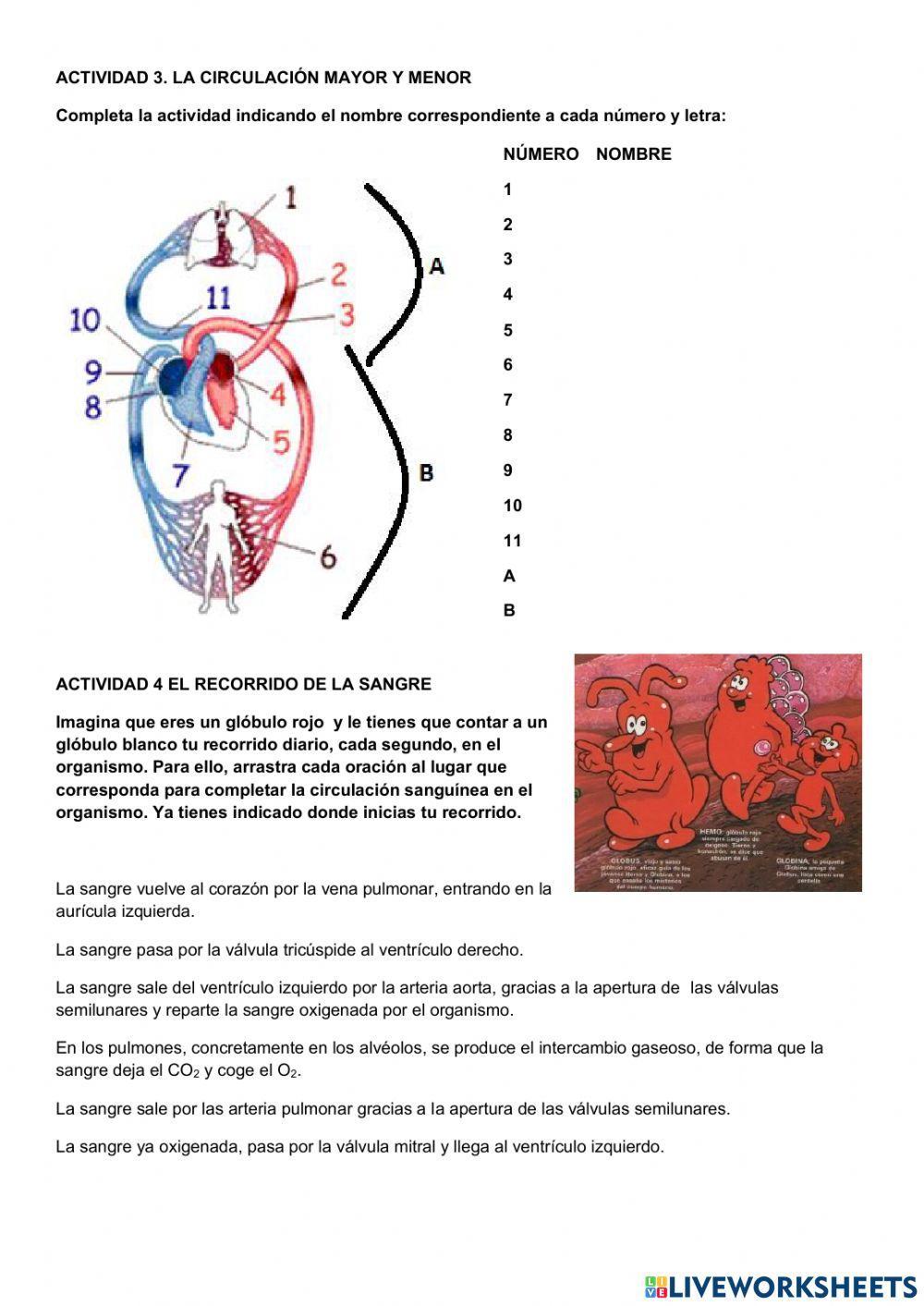 5.3 Repaso del ciclo cardiaco y la circulación 5.3 Repaso del ciclo cardiaco y la circulación