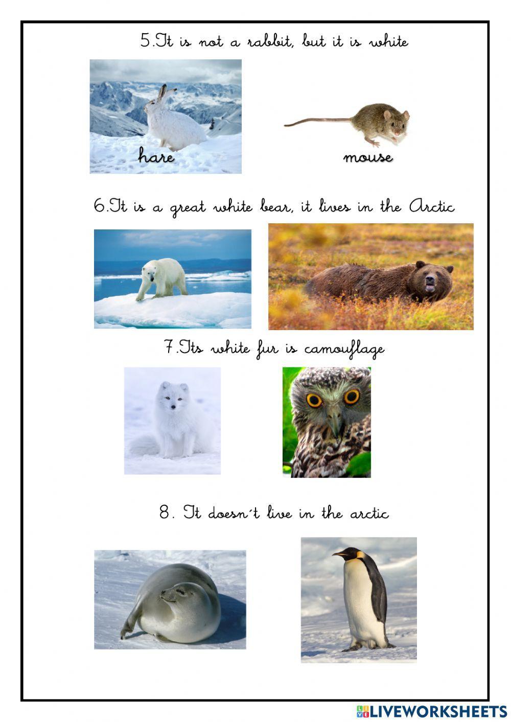 Artic Animals 2