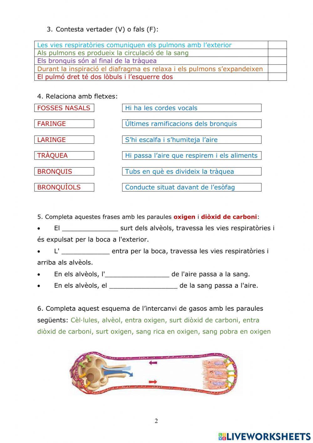 L'aparell respiratori