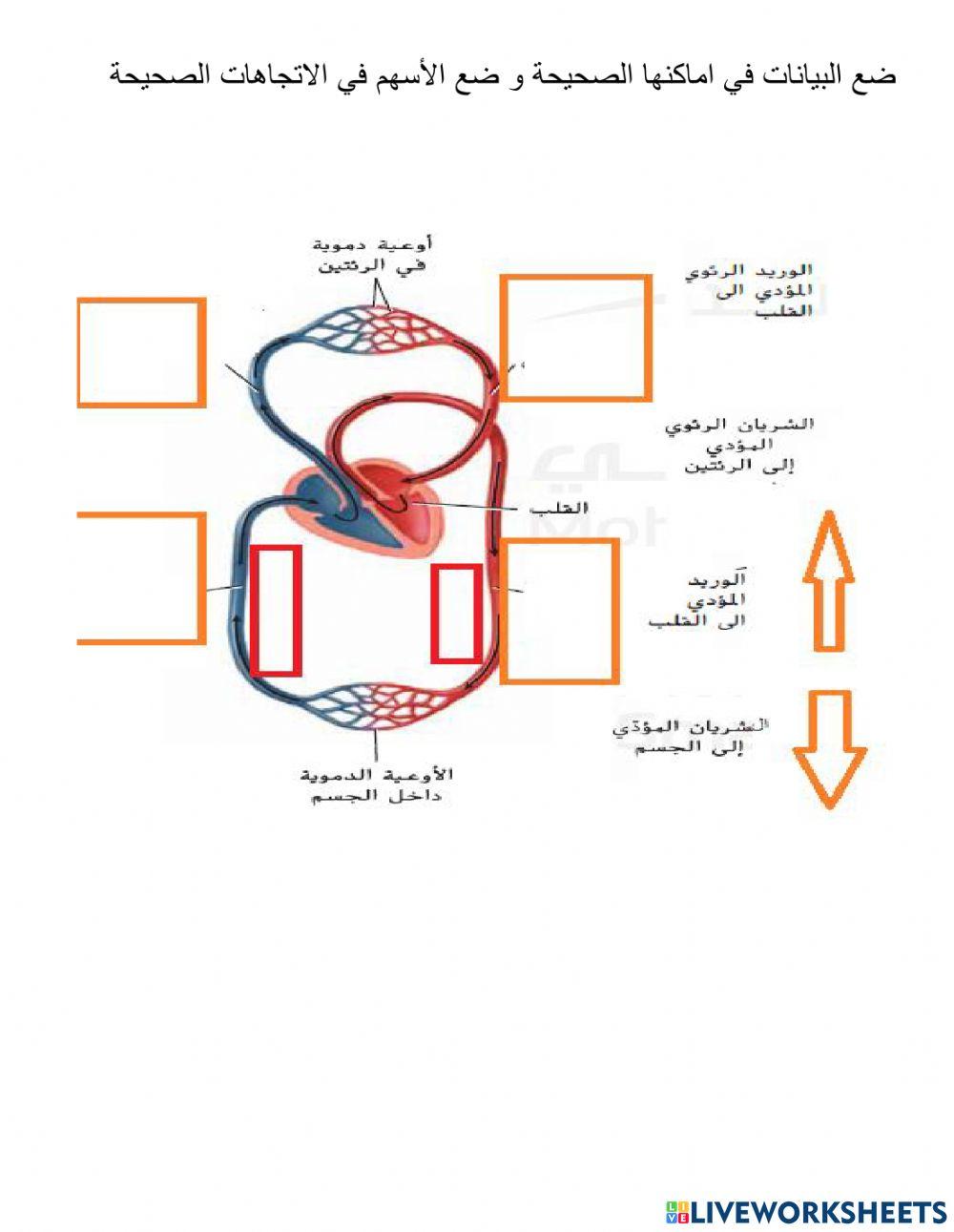 الدورة الدموية
