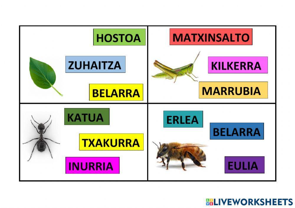 UDABERRIA: irudiari dagokion izena aukeratu