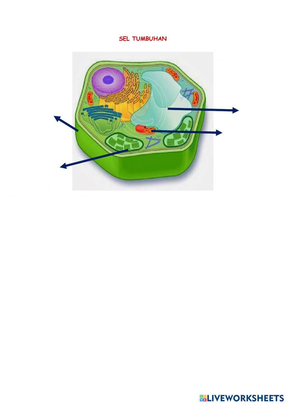 Pre Test Bab Sel - Organel Sel