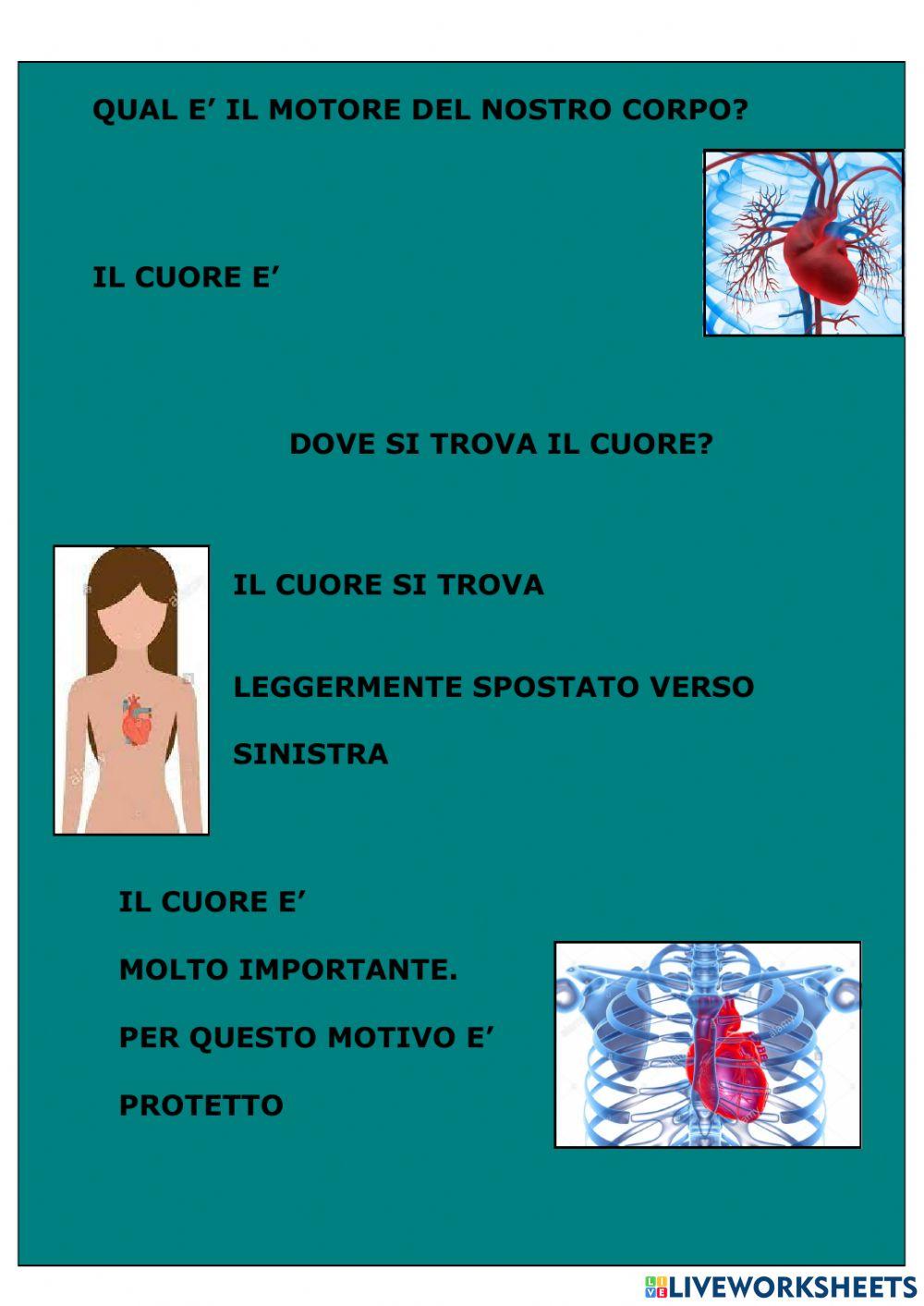 Apparato circolatorio Apparato circolatorio