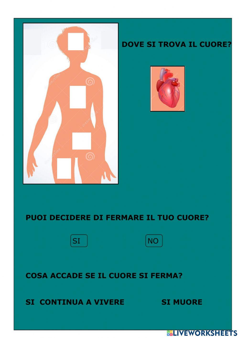 Apparato circolatorio Apparato circolatorio