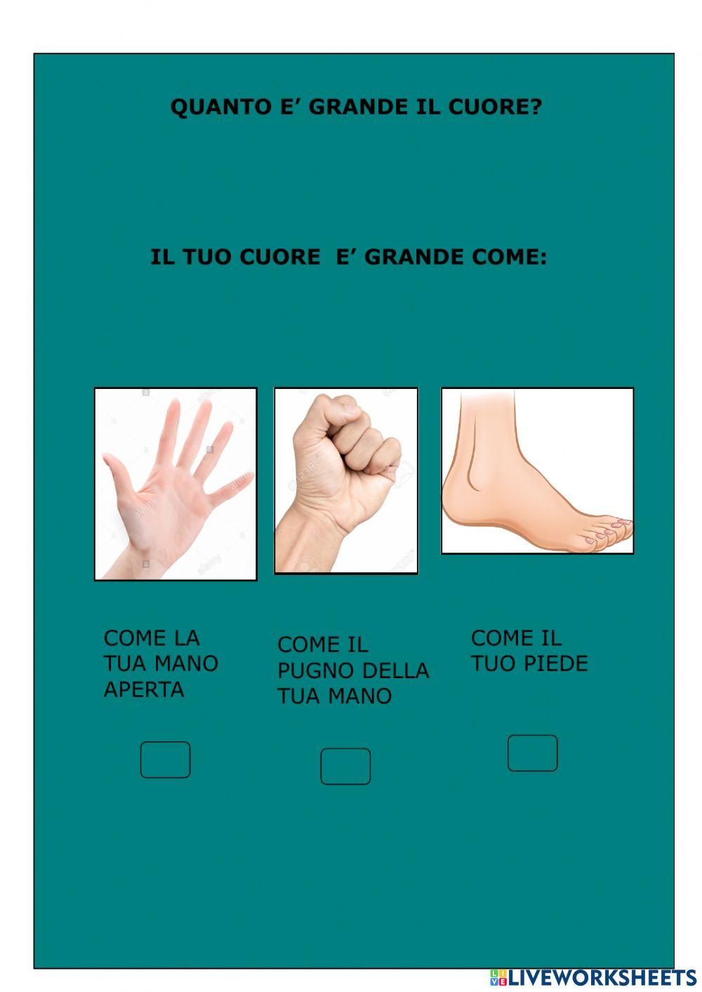 Apparato circolatorio Apparato circolatorio