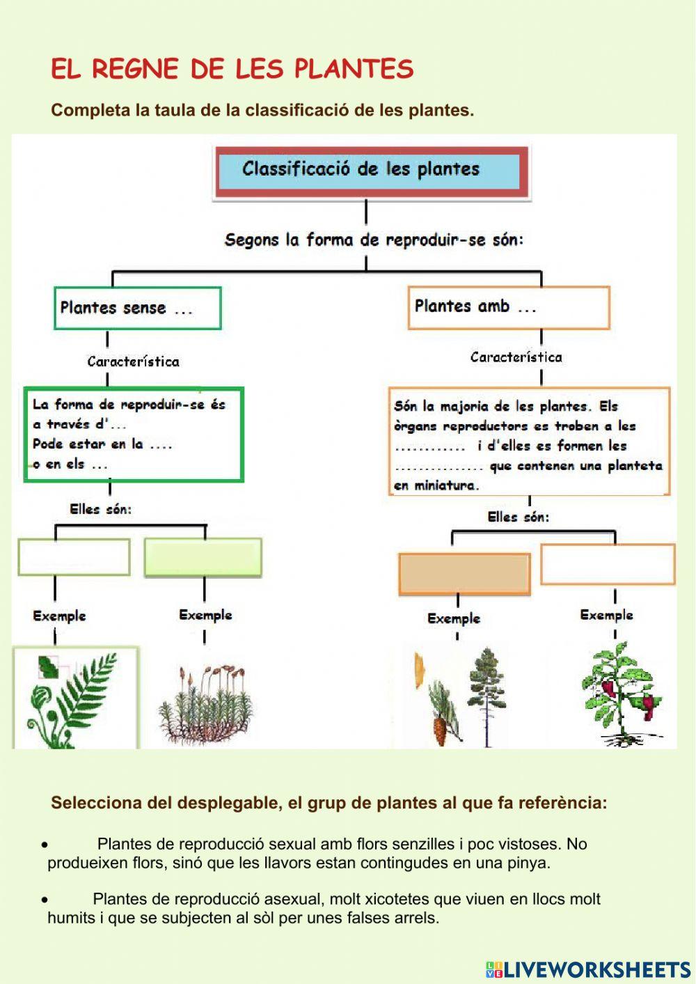 El regne vegetal