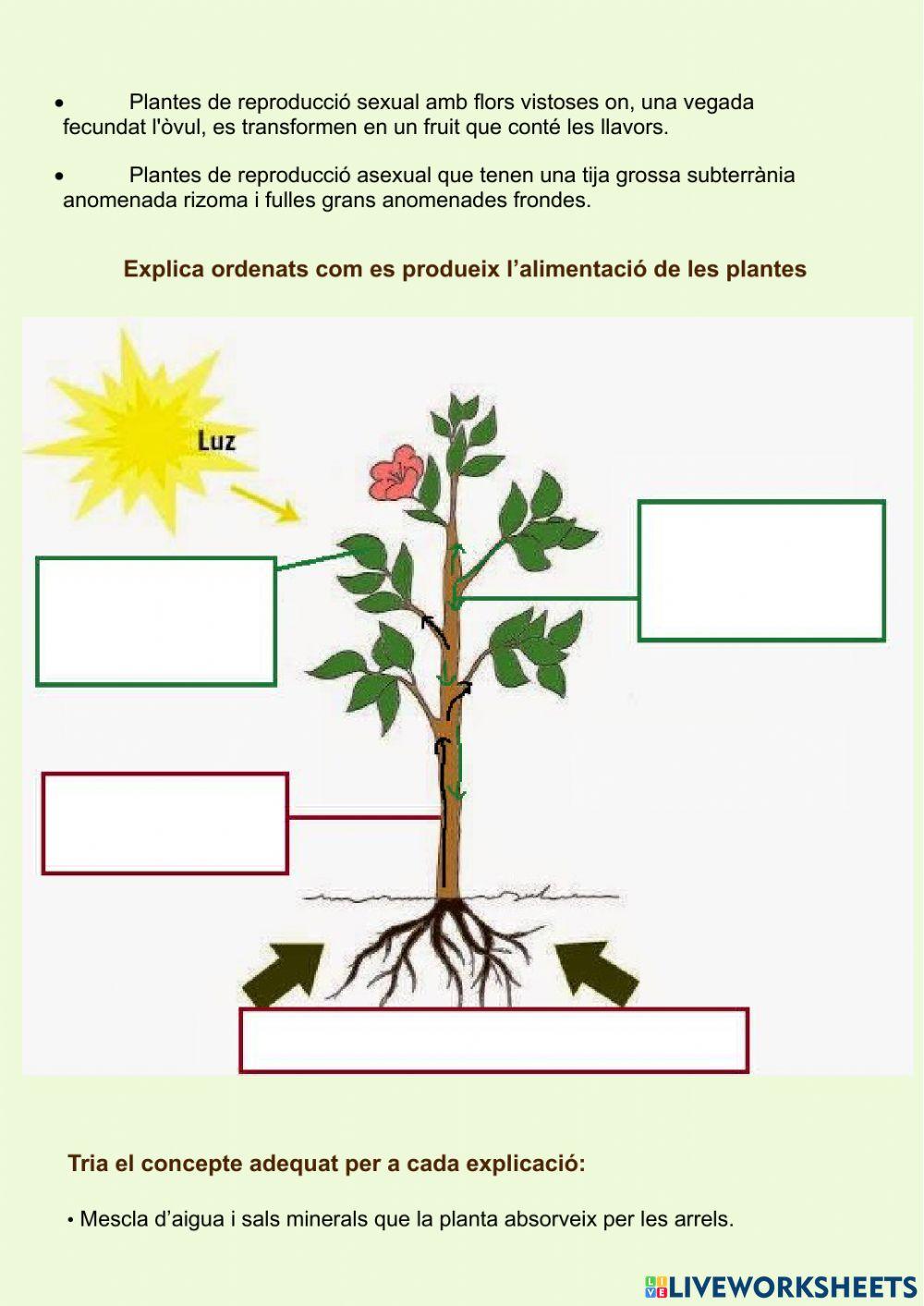 El regne vegetal