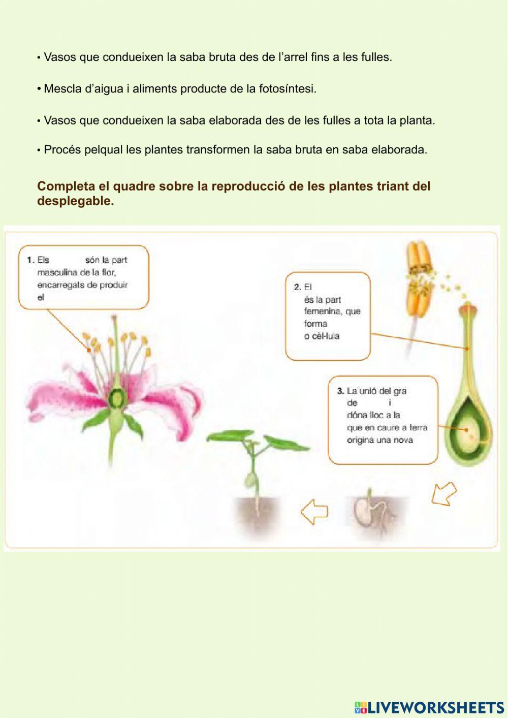 El regne vegetal