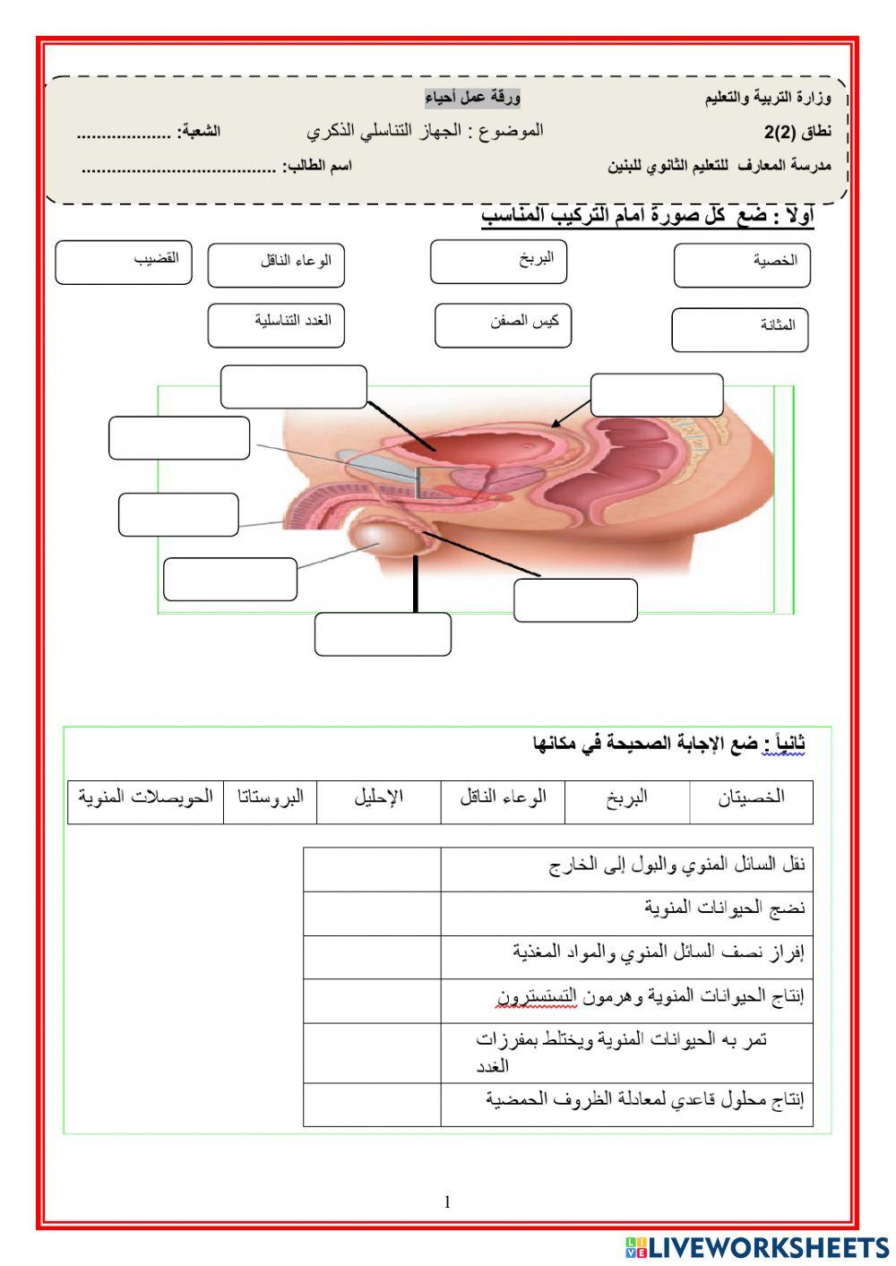 الجهاز التناسلي الذكري