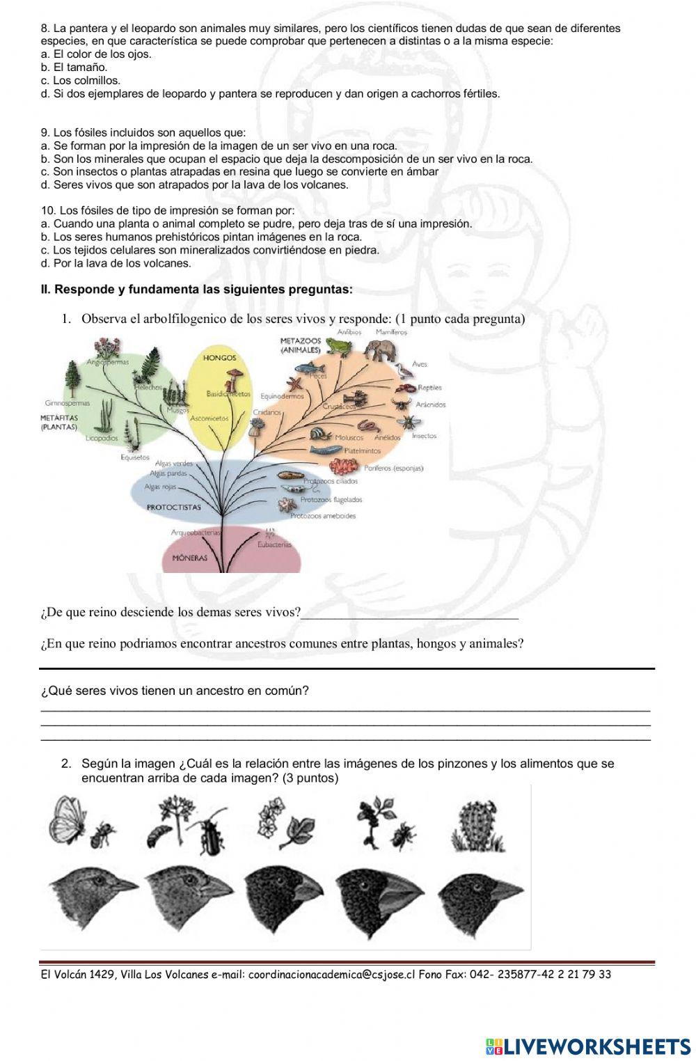 Evidencias de la evolucion