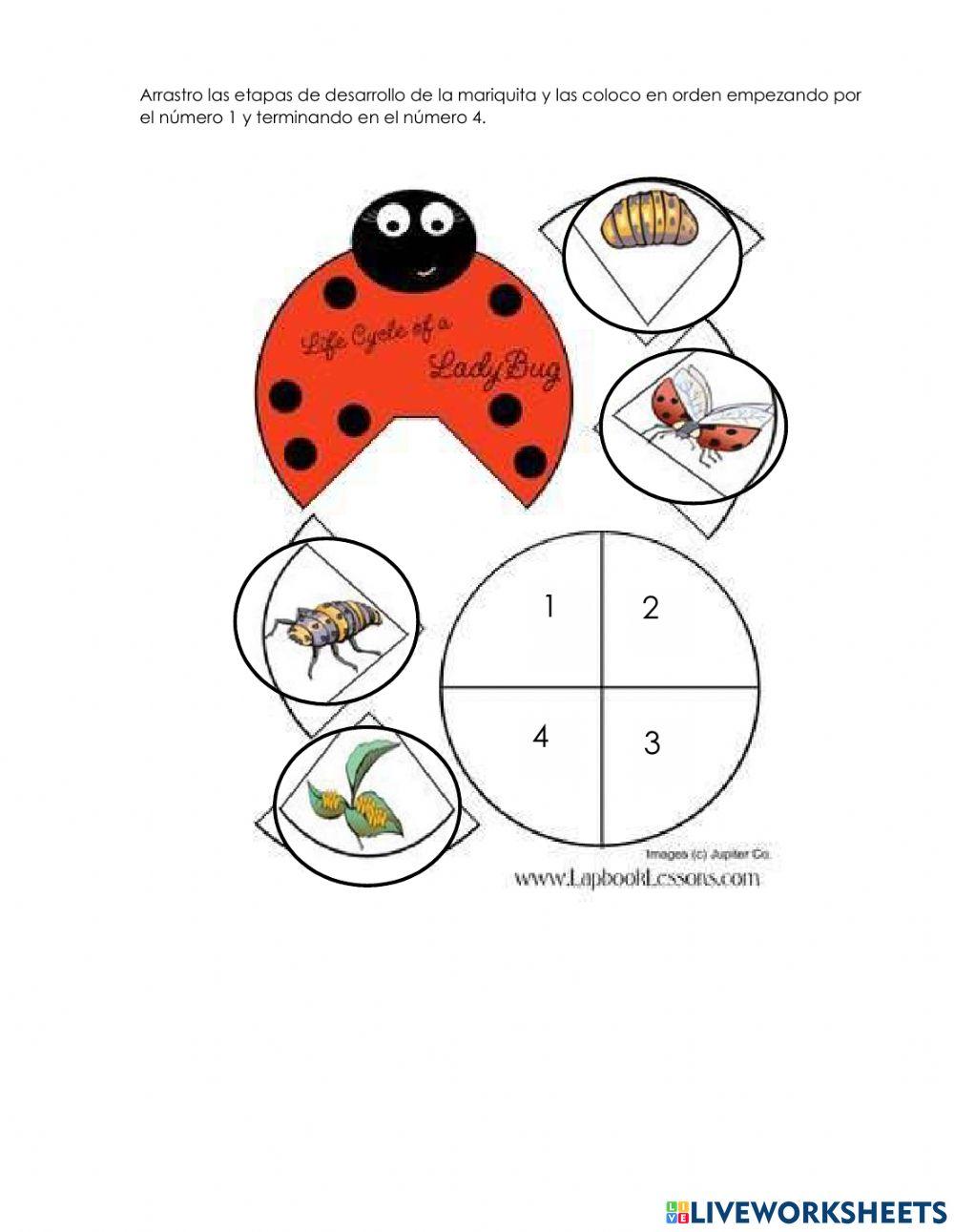 Desarrollo de las plantas e insectos.