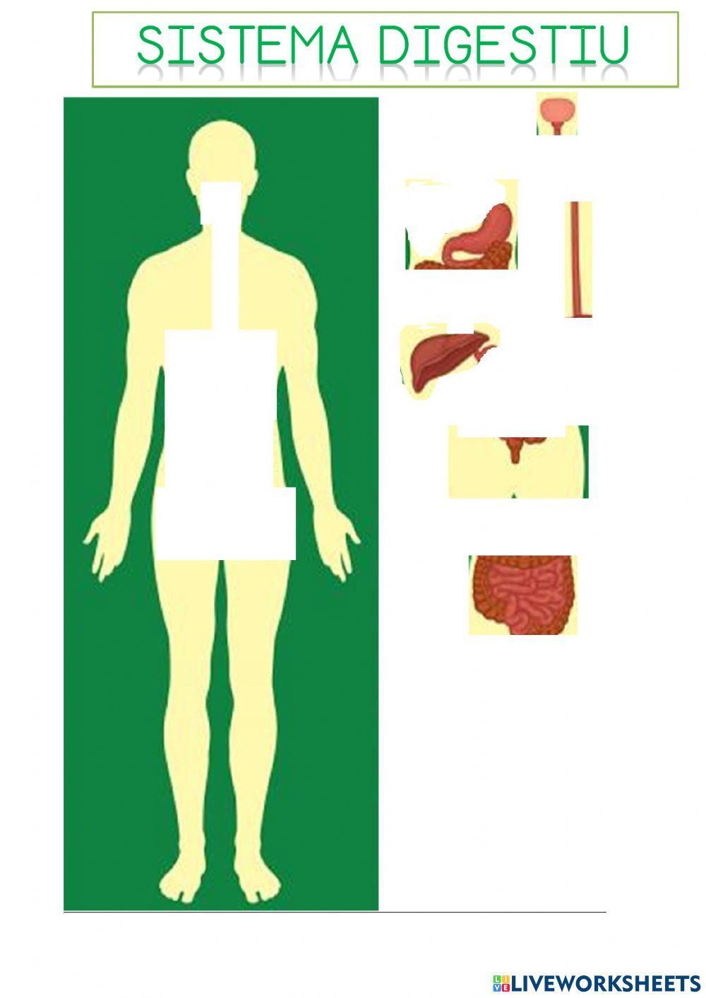 Sistemes anatomics 1r