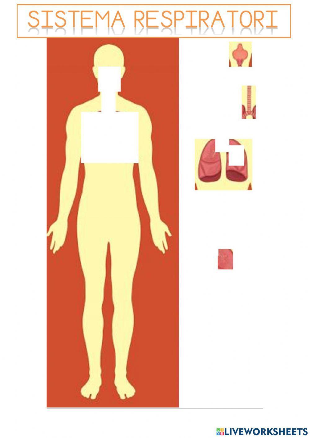 Sistemes anatomics 1r