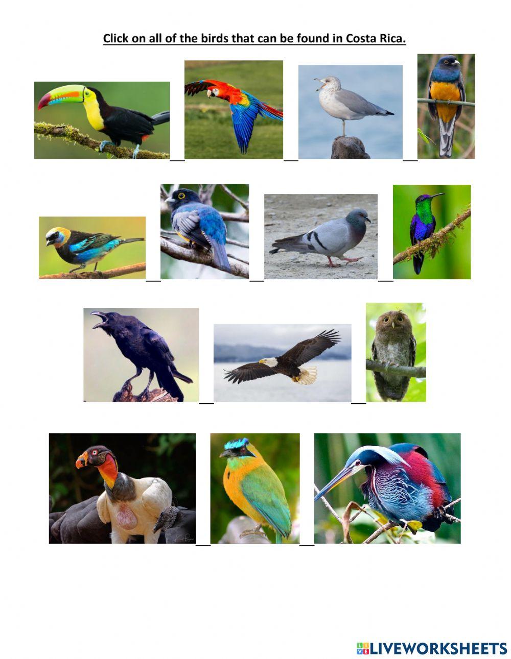 Birds of costa Rica
