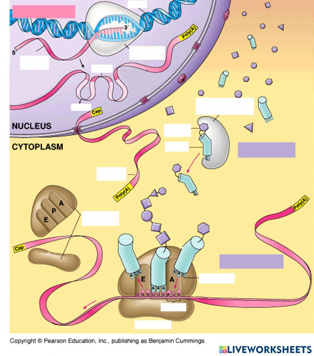 Visió general de l'expressió gènica