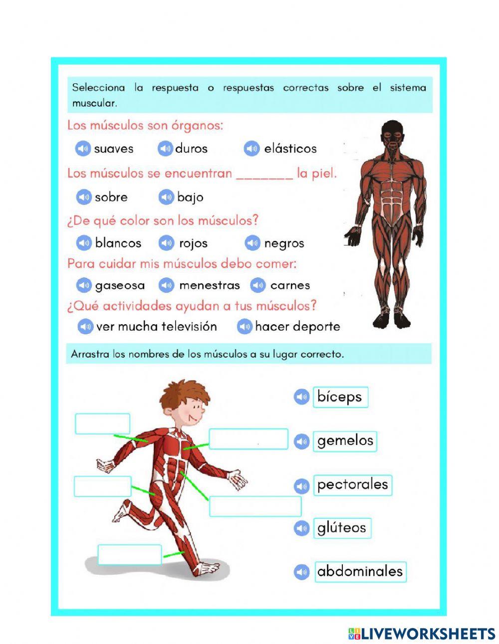 Sistema oseo y muscular
