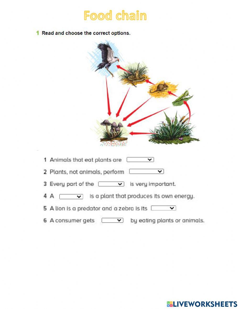 Food chain online pdf worksheet Biology Diagrams