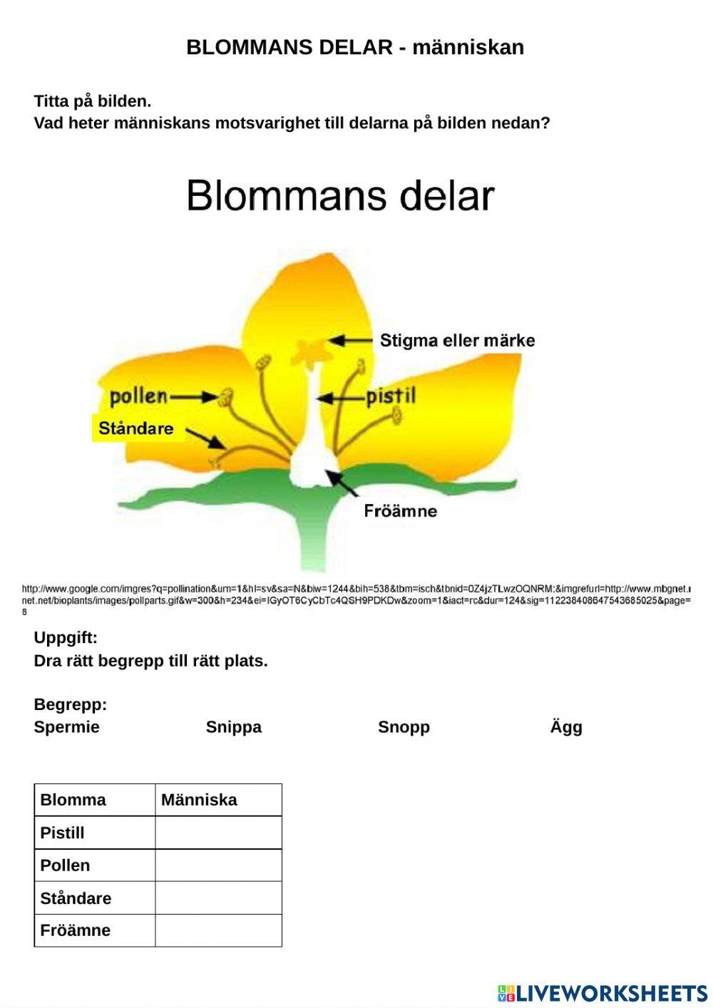 Blommans könsdelar - människa