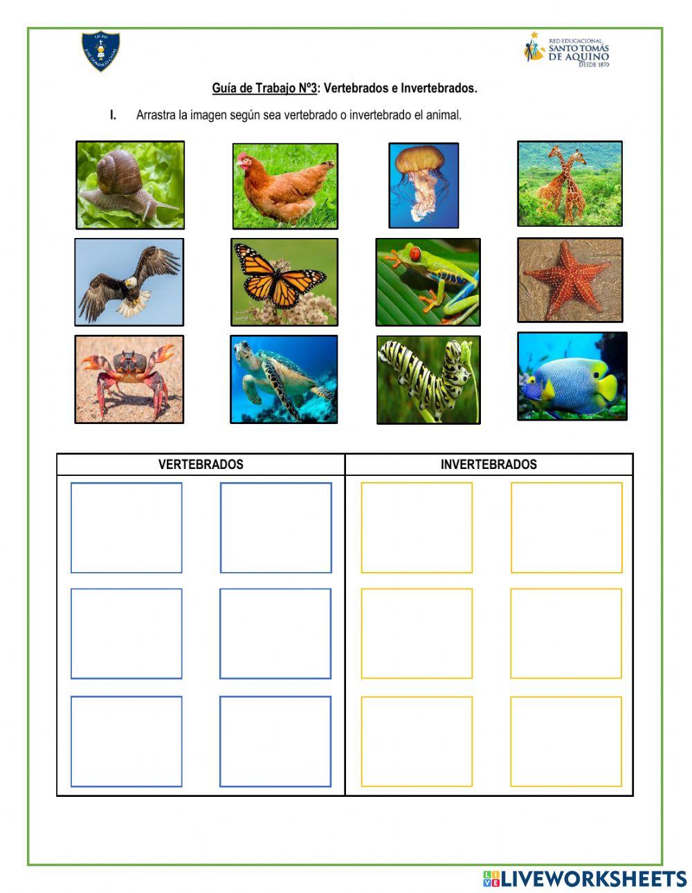 Vertebrados e Invertebrados