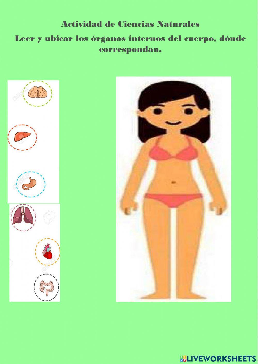 Órganos internos del cuerpo.