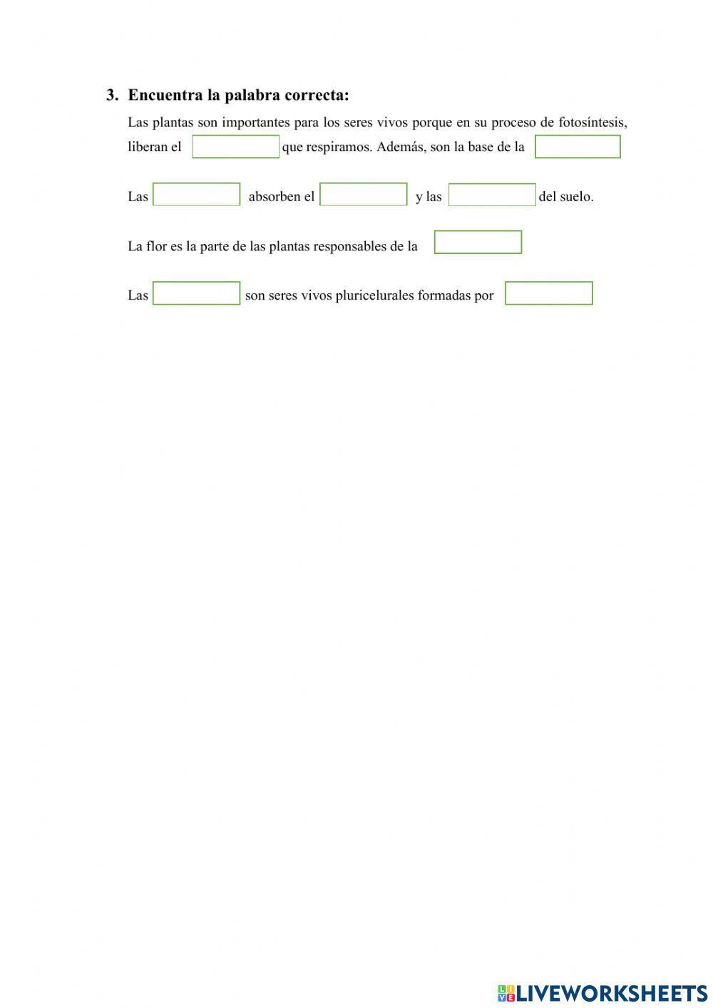 Los organismos productores: las plantas